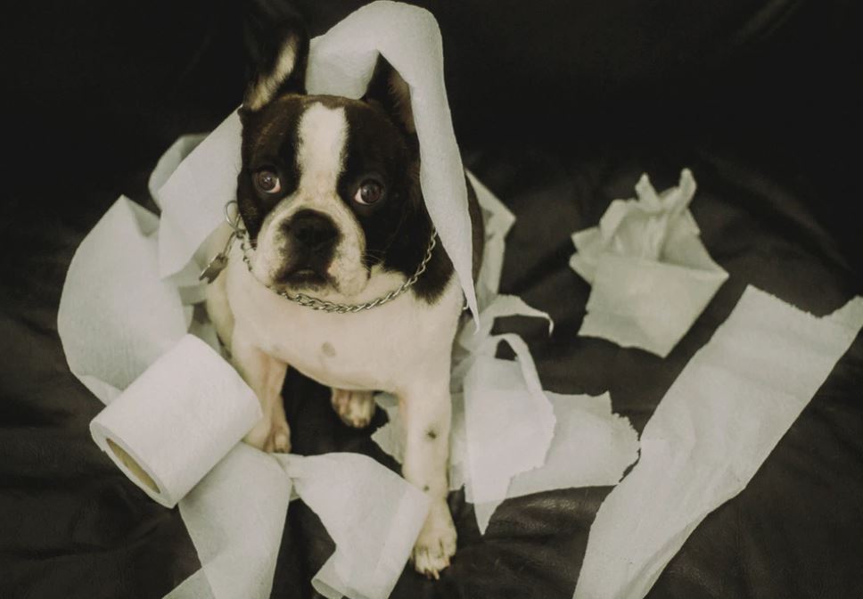 Dog eating paper