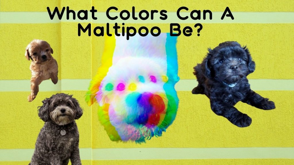 What Colors Can A Maltipoo Be