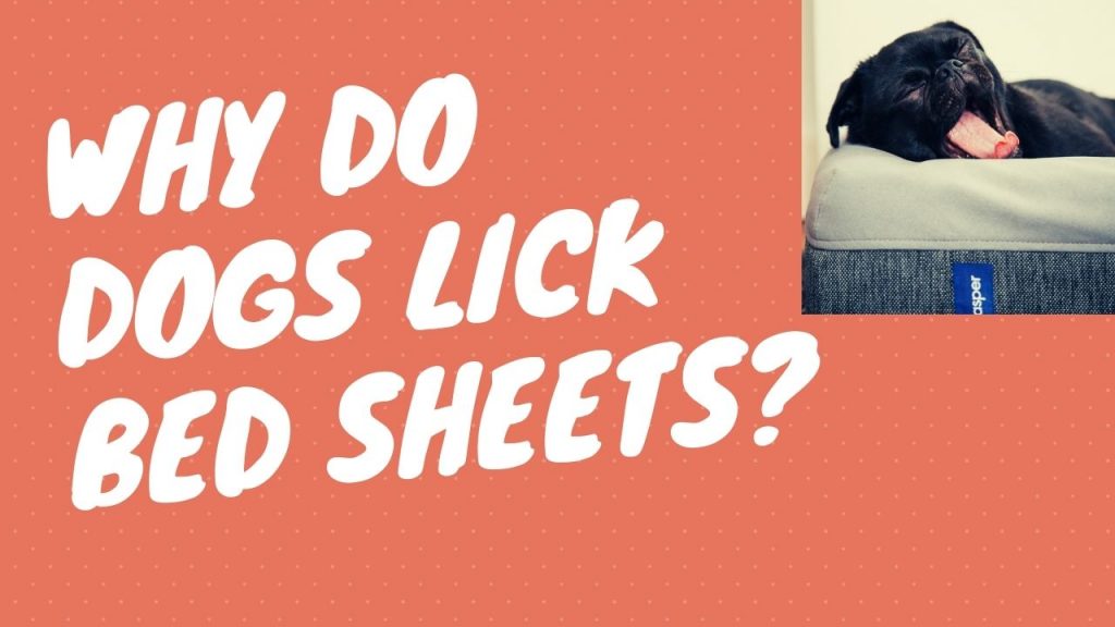 Why Do Dogs Lick Bed Sheets_