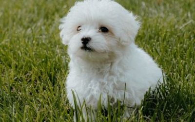 When should I spay or neuter my Maltipoo?