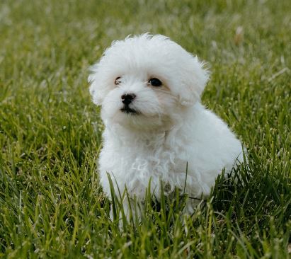 When should I spay or neuter my Maltipoo?