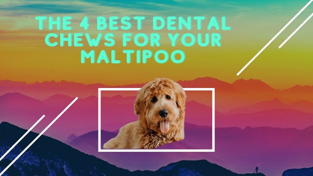 The 4 Best Dental Chews for Your Maltipoo