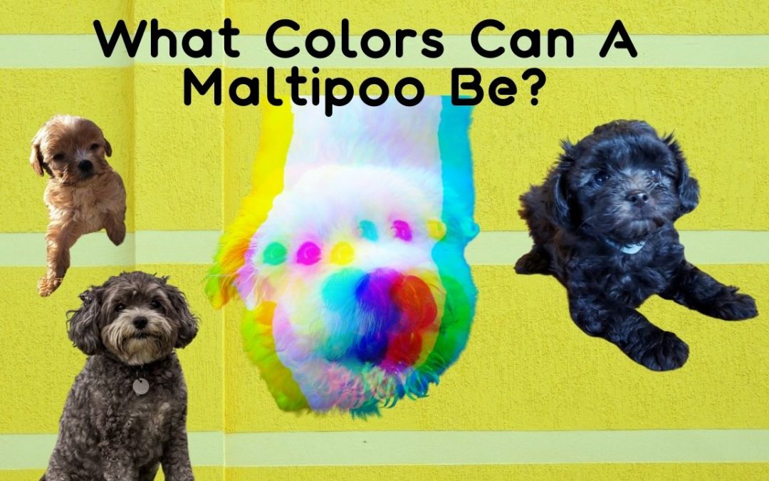 What Colors Can A Maltipoo Be?