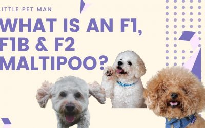 What is F1, F1b & F2 Maltipoo?
