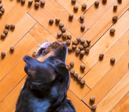 Can Ants in Dog Food Hurt My Dog?