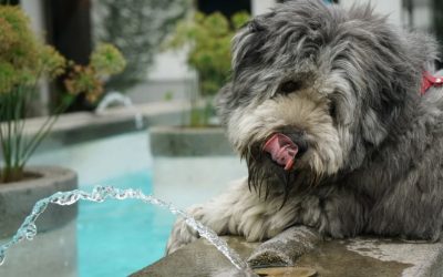 Should your Maltipoo drink Tap Water?