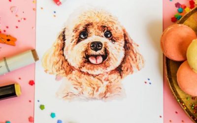 The 6 Best Chew Toys for a Maltipoo